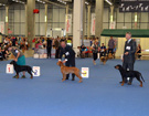 �wiatowa Wystawa HELSINKI - Finlandia 2014 - GRAMEN K�usuj�ca Sfora FCI - CACA, CACIB, WORLD WINNER 2014, BOS