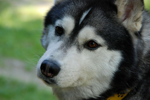 NOKIA BRAZIL Z Pierwszej R�ki FCI