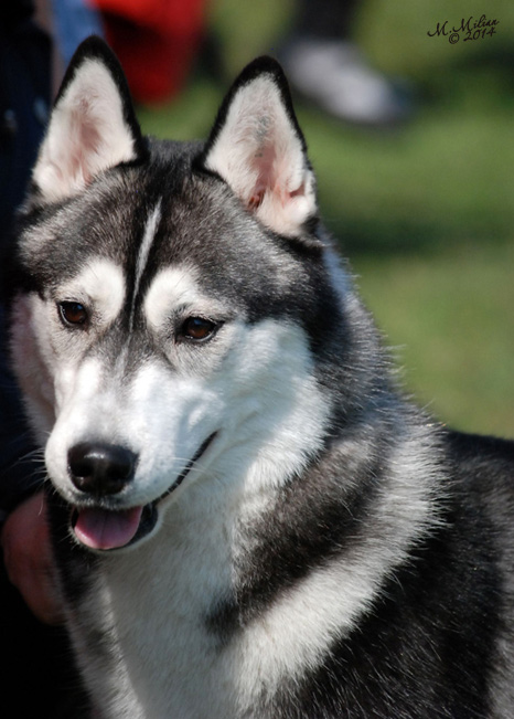 WENA GIFT Z Pierwszej R�ki FCI