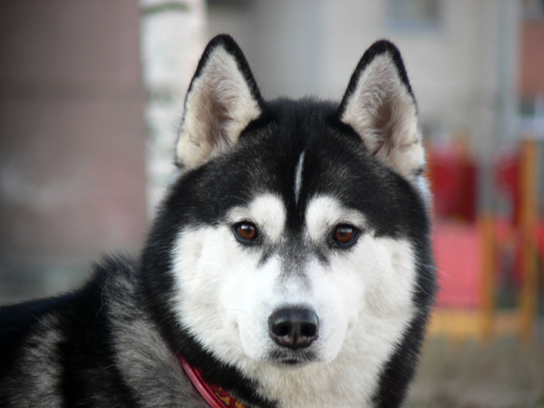 Int.Ch. NOKIA BRAZIL Z Pierwszej R�ki FCI Photo by Monika Milian