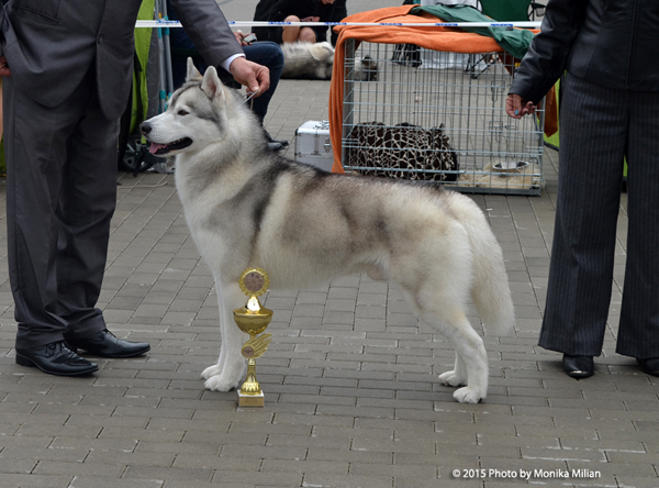 Ch. Winter Melody HEARTBREAKER Photo by Monika Milian