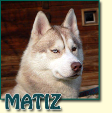 ARTIC WIND OF WOLF POINT