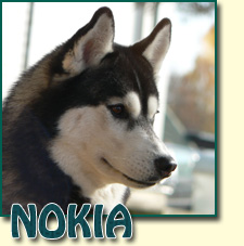 Int.Ch. NOKIA BRAZIL Z Pierwszej R�ki FCI