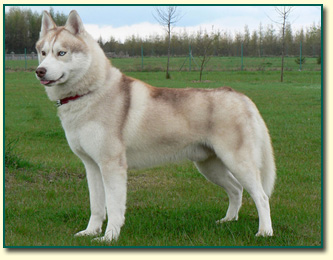 Siberian Husky ARTIC WIND of Wolf Point
