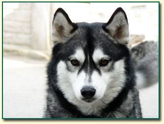 Ch.M�. DUMKA NIKE'S Z�ota Wenus