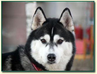 Int.Ch. NOKIA BRAZIL Z Pierwszej R�ki FCI