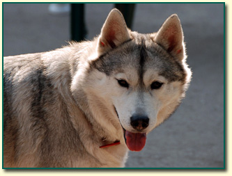 Ch. POLAND BRASIL O' Nordicky imp. Brazylia