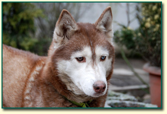 Ch. AFERA FORTUNATUS Z Pierwszej R�ki FCI