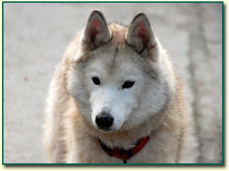 Ch. NUNAMI Fortunatus