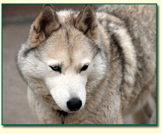 Ch. NIAGARA Fortunatus