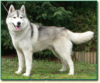 Siberian Husky SOCHI de Ciukci