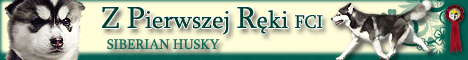 SIBERIAN HUSKY Z Pierwszej R�ki FCI